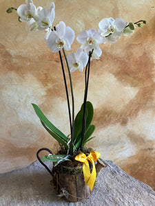 #2 Planta de orquídea en corteza
