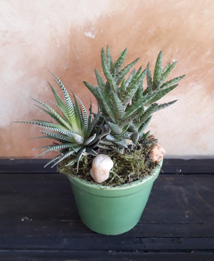 Planta mini aloe