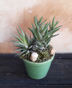 Planta mini aloe