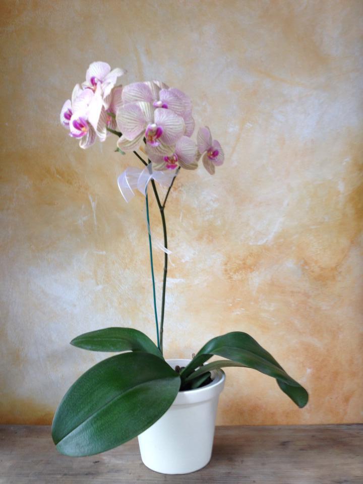 Planta de orquídea