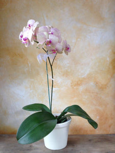 Planta de orquídea