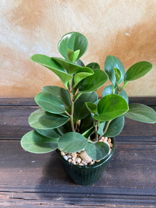 Planta peperomia